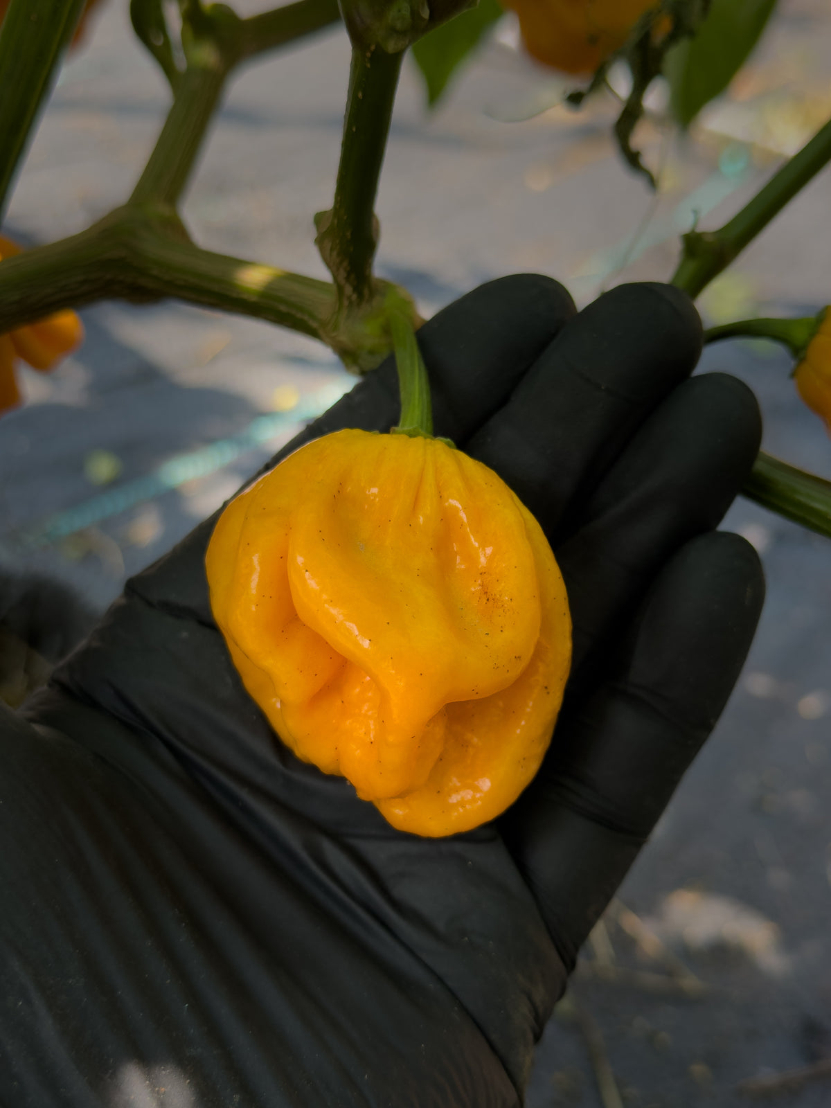 Habanero Mustard