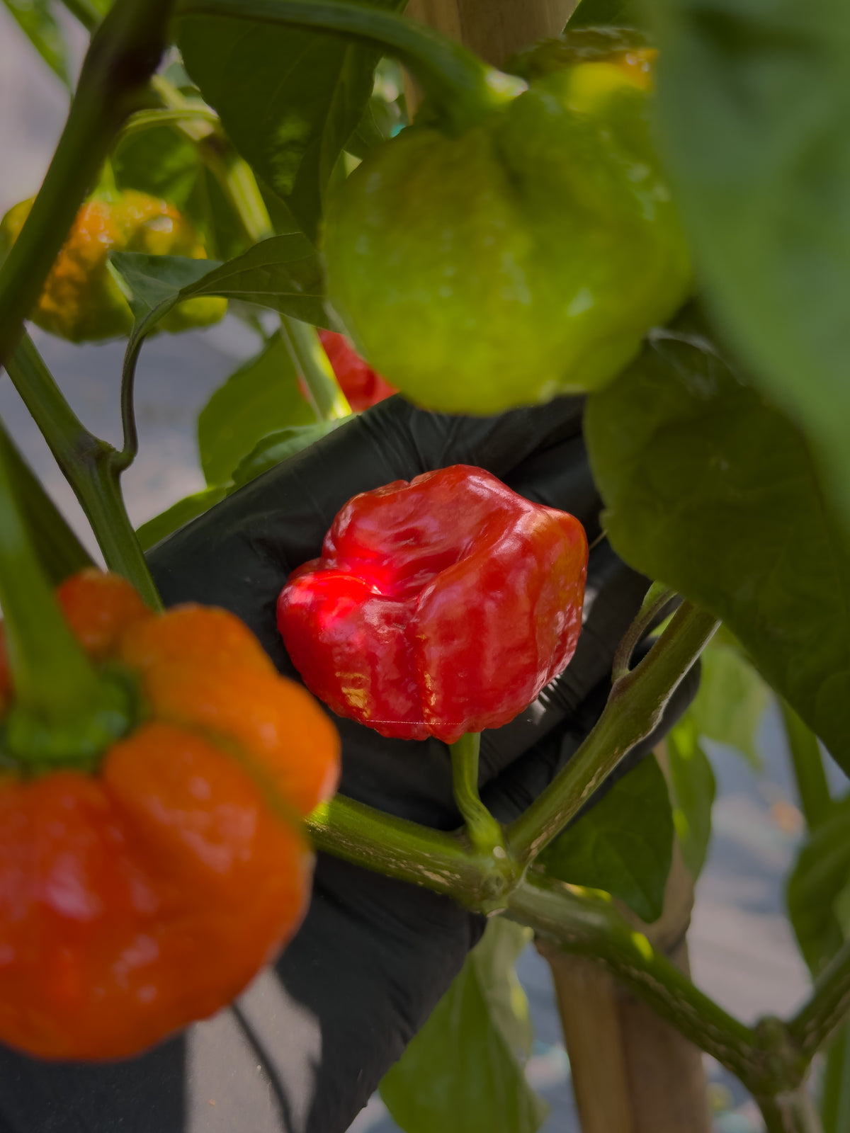 Scotch Bonnet MOA Red
