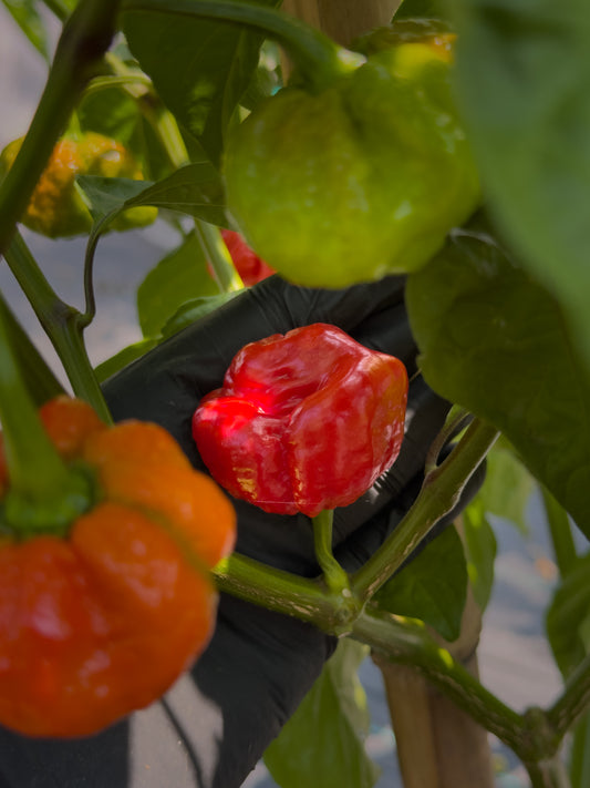 Scotch Bonnet MOA Red