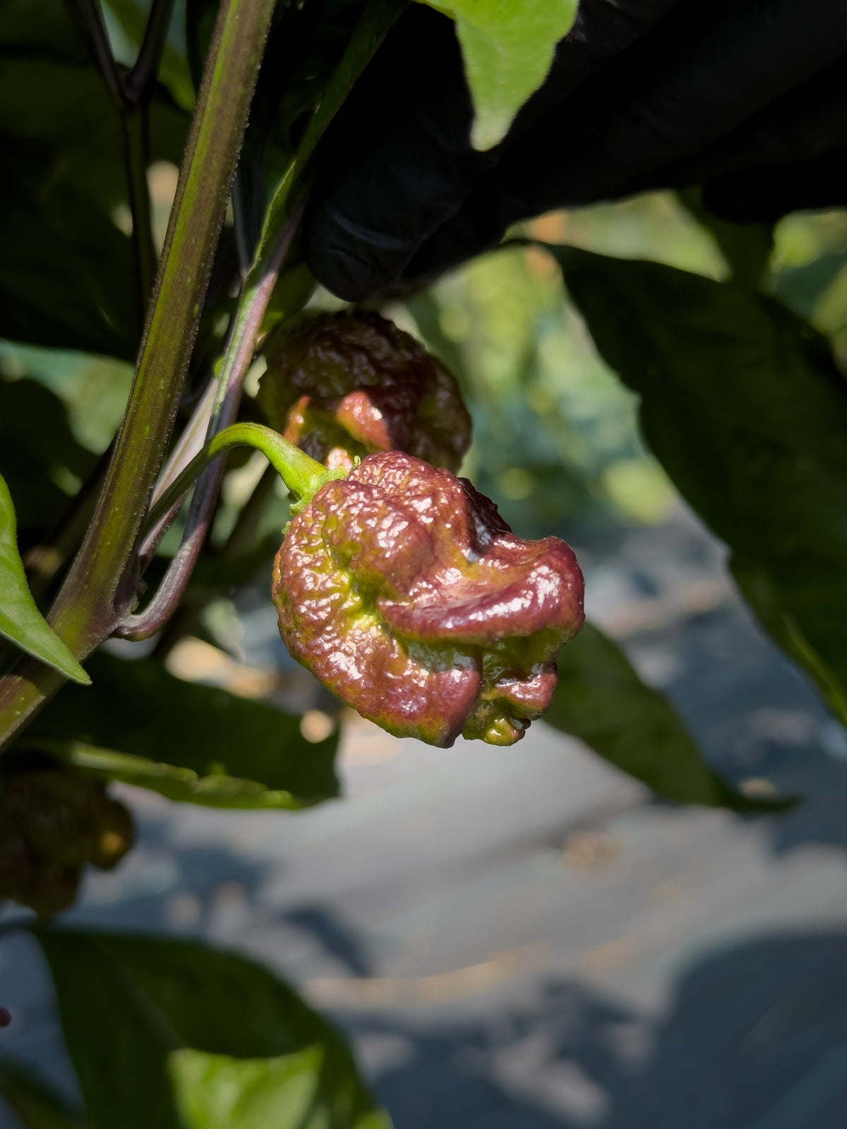 Reaper Purple