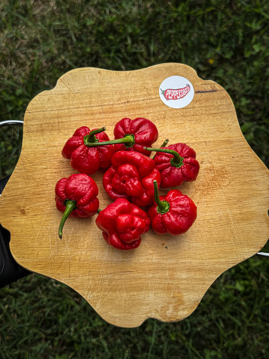 Scotch Bonnet MOA Red