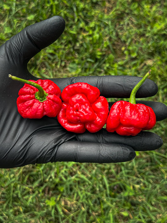 Scotch Bonnet MOA Red