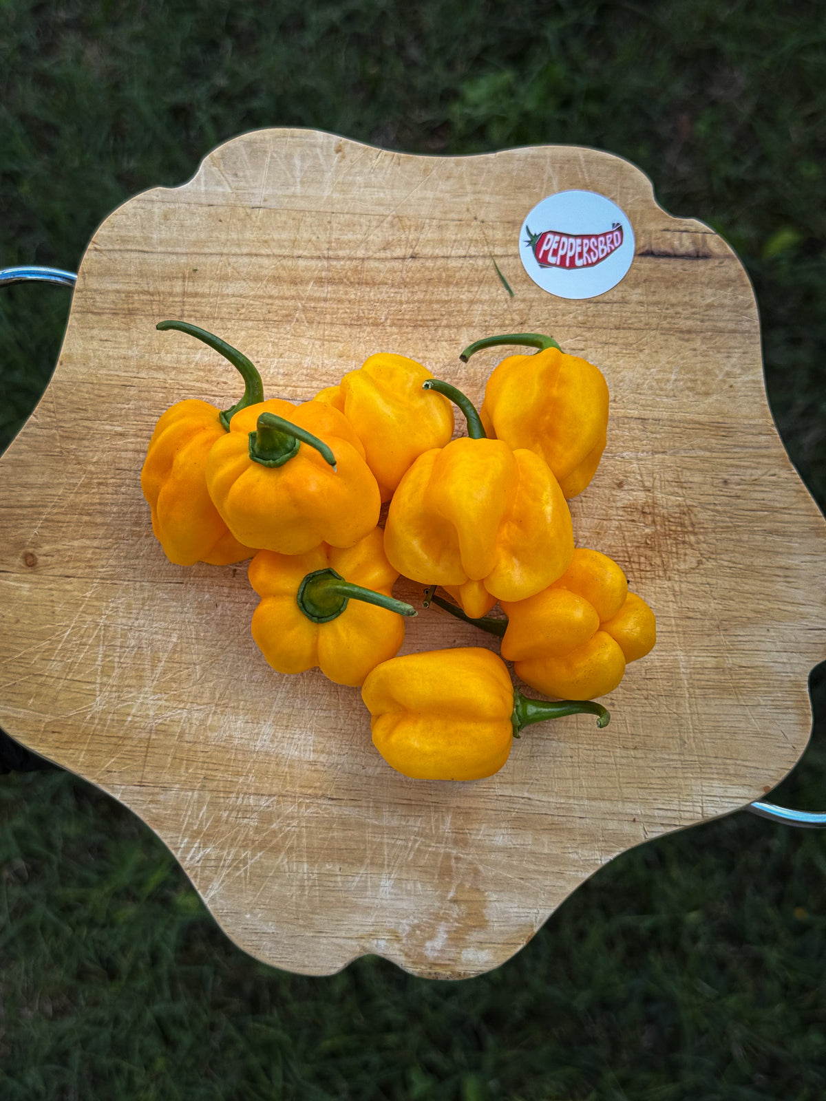 Habanero Yellow
