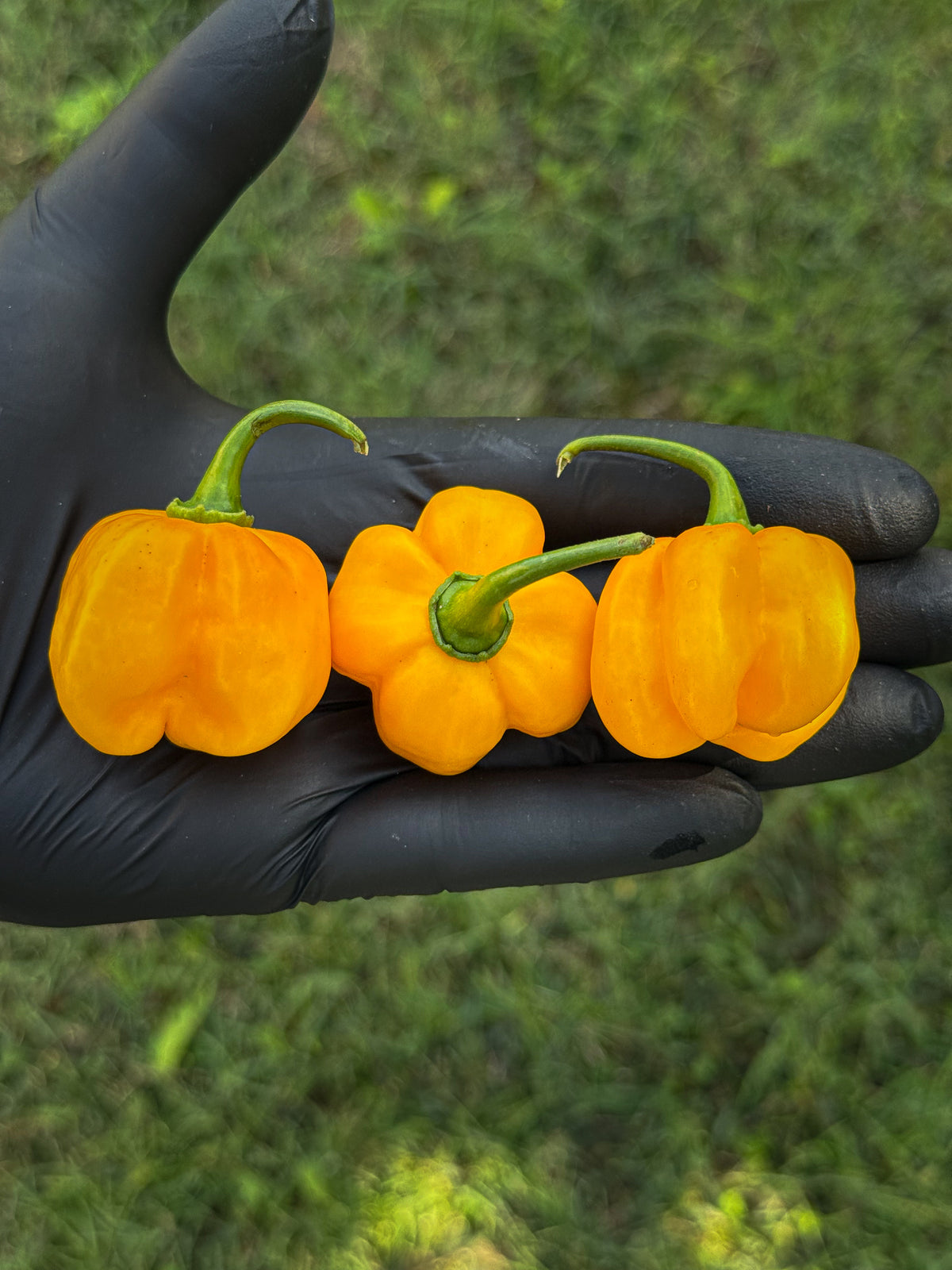 Habanero Yellow