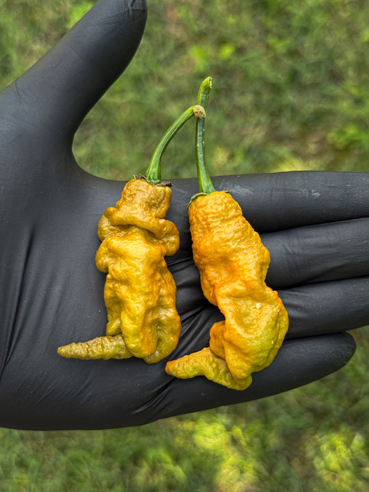 Golden Primotalii
