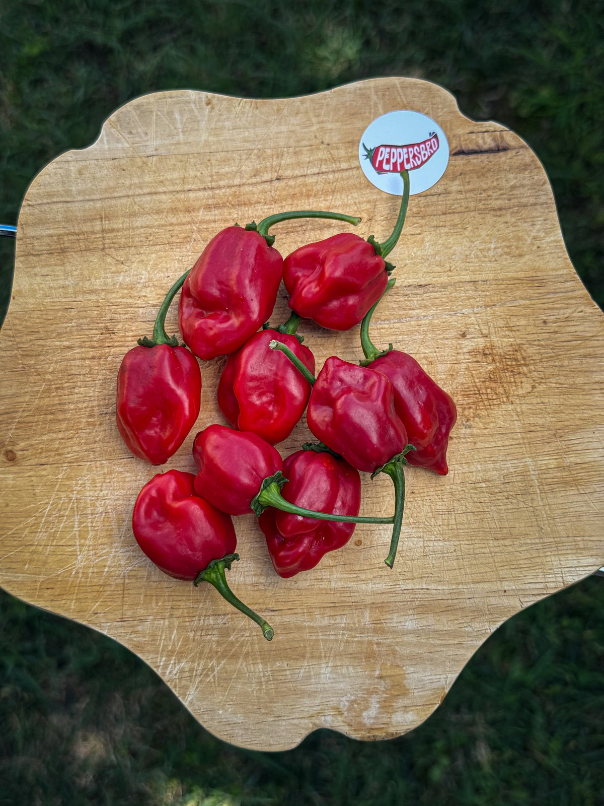 Habanero Red Savina