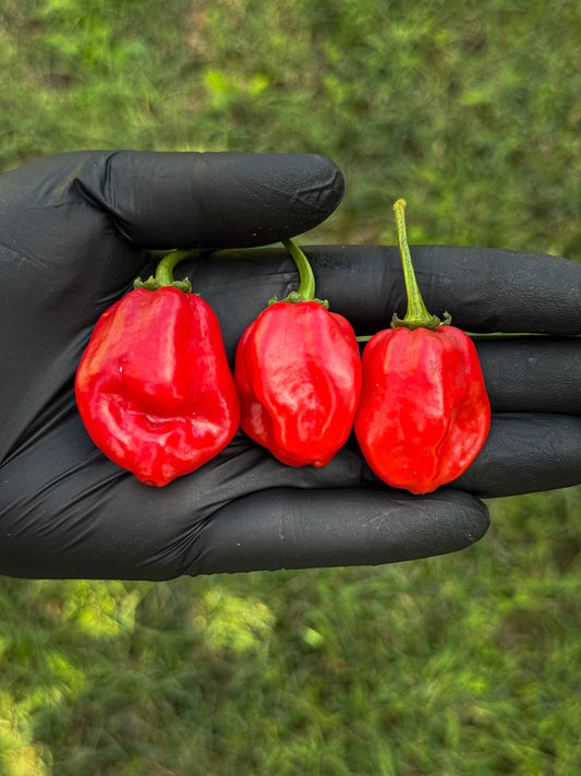 Habanero Red Savina