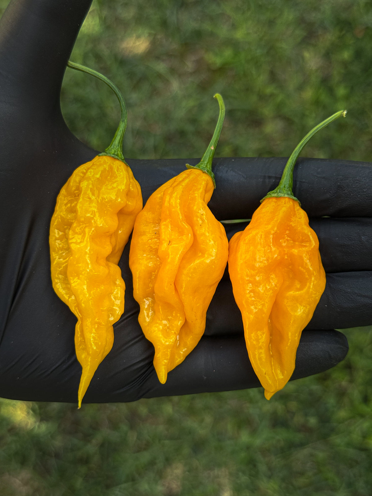 Fatalii