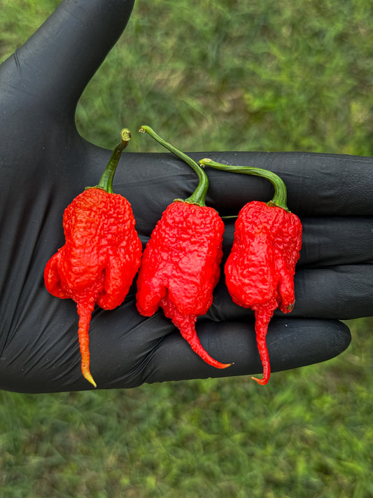 Red Primotalii