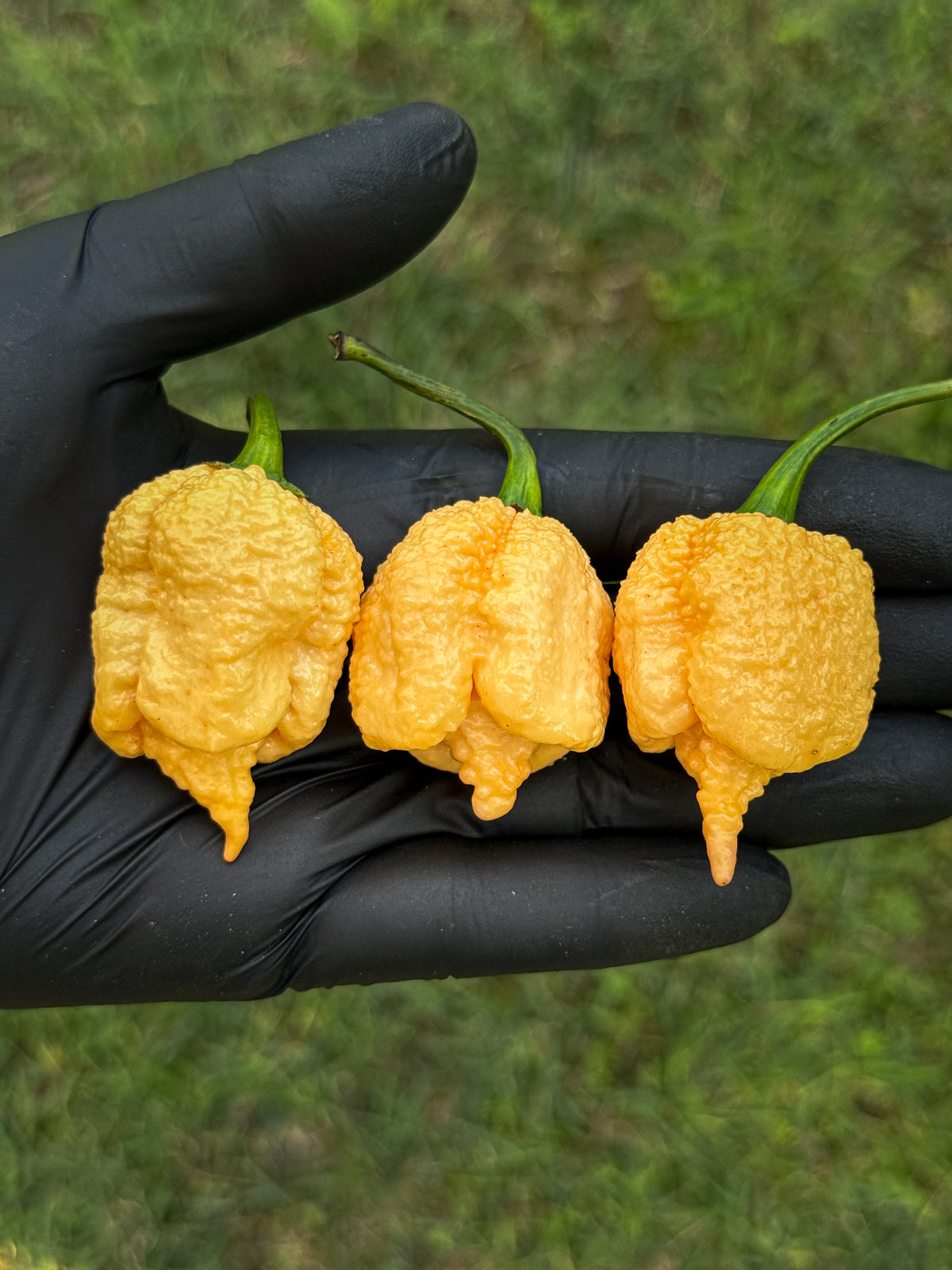 Reaper Sbagliato Purple Peach