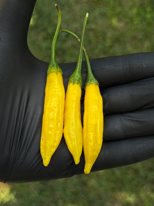 Aji Lemon