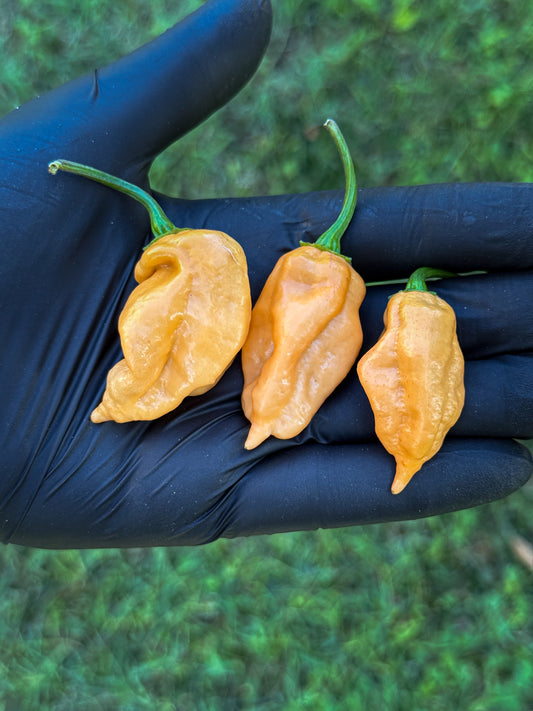 Bhut Jolokia Purple Peach