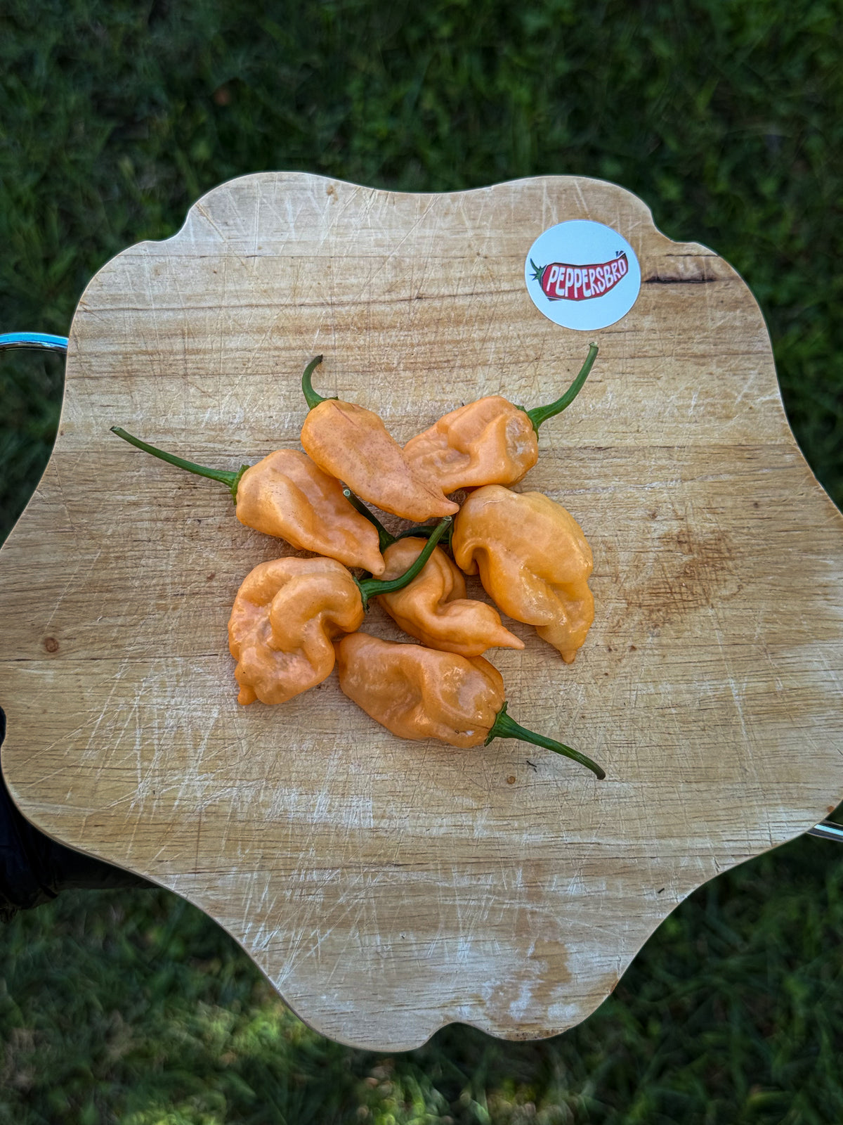 Bhut Jolokia Purple Peach