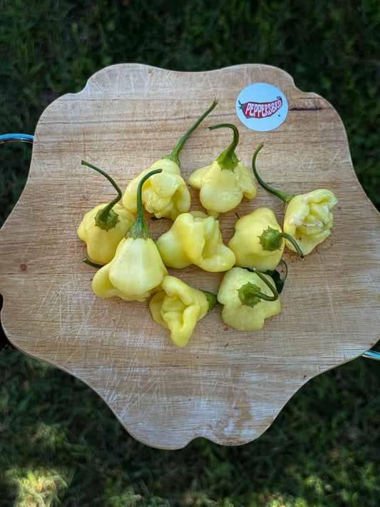 Aji Fantasy White