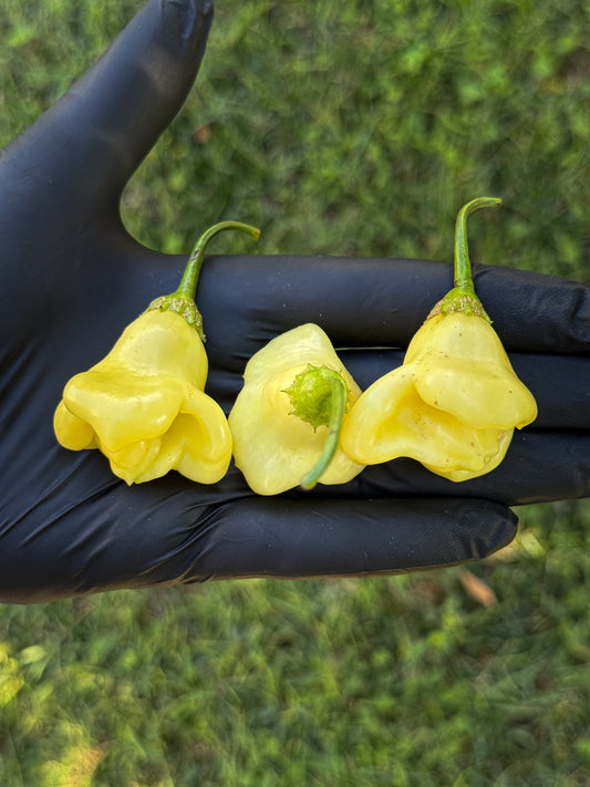Aji Fantasy White