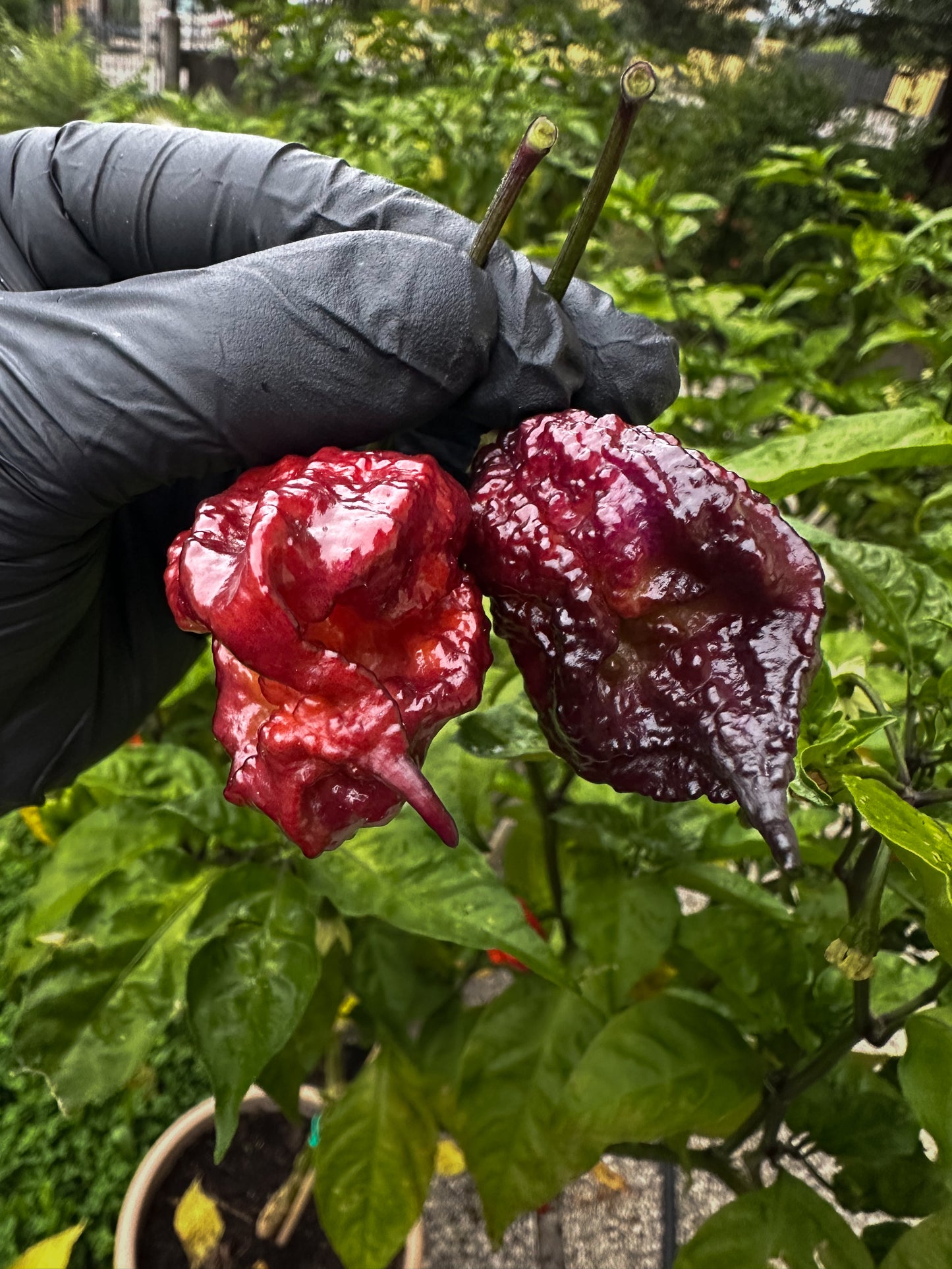 Gator Jigsaw Purple - PeppersBro