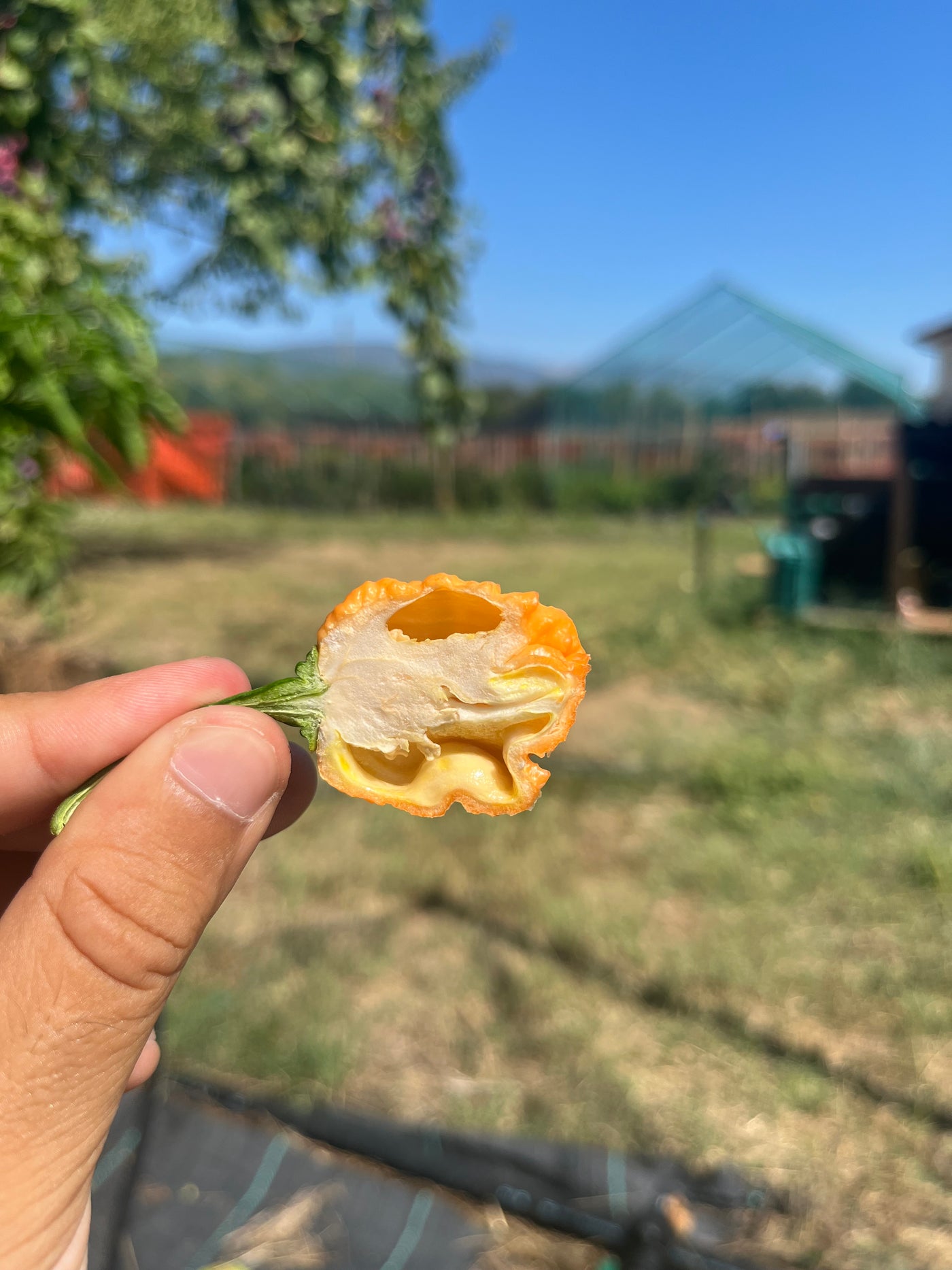 Piante di peperoncino protette da una rete
