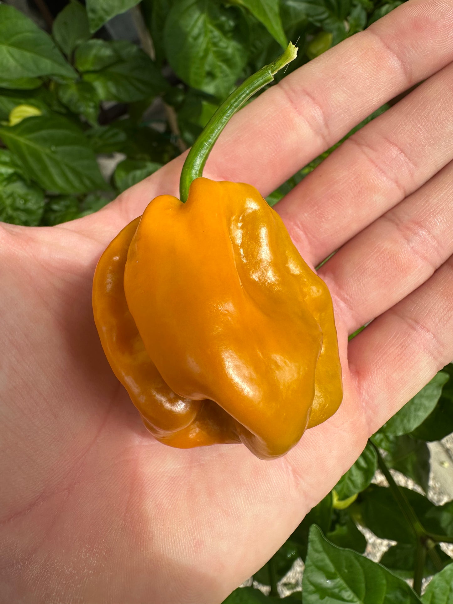 Habanero Mustard