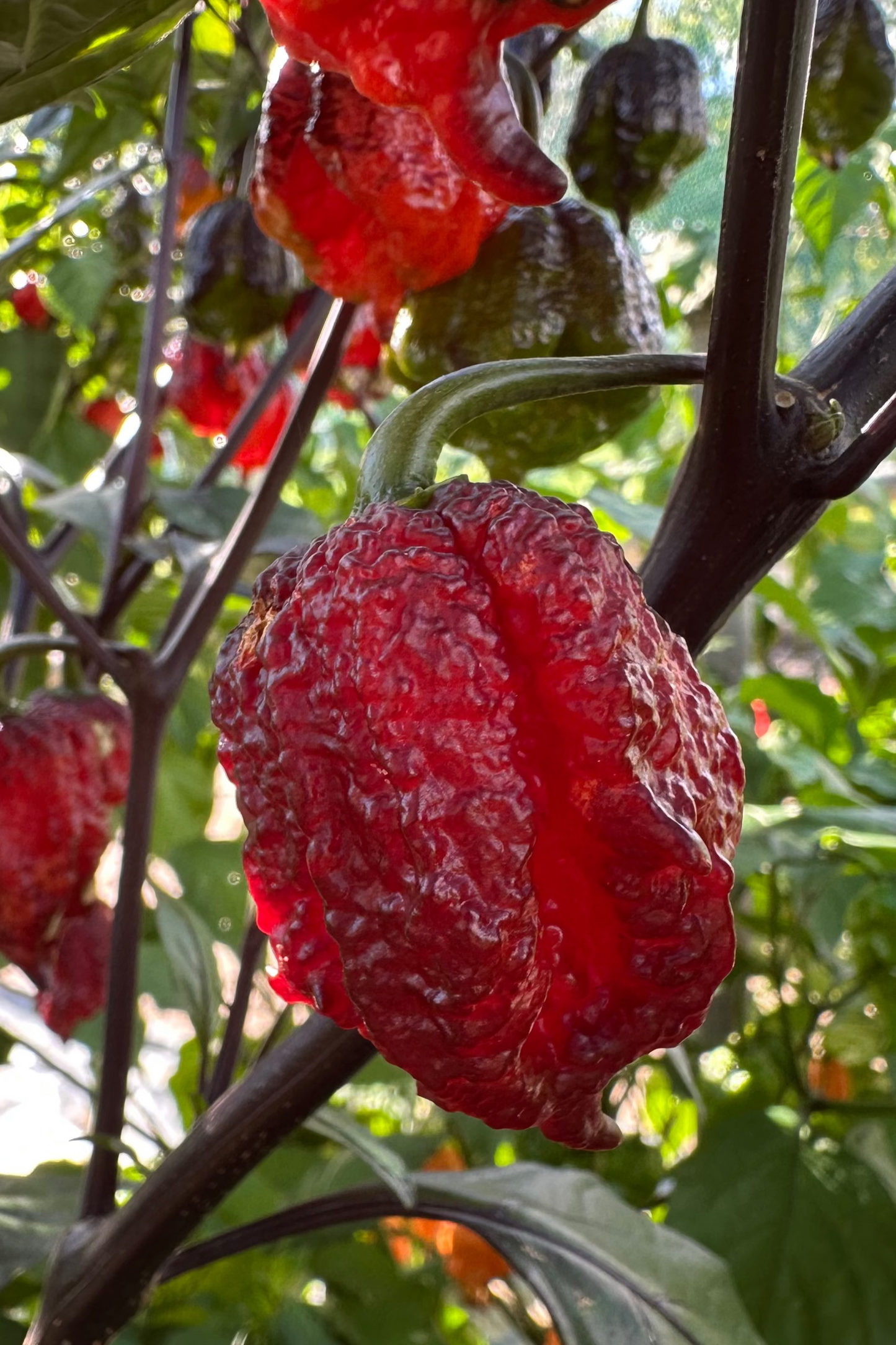 Orion - PeppersBro Selection