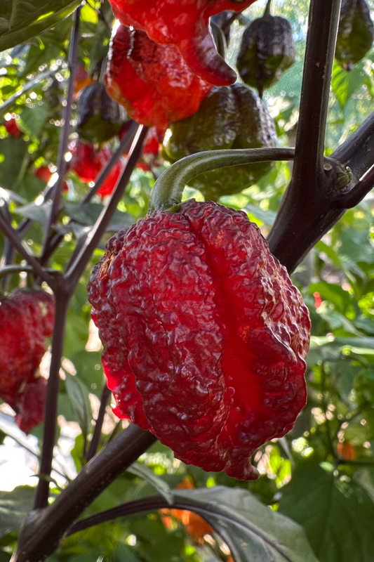 Orion - PeppersBro Selection