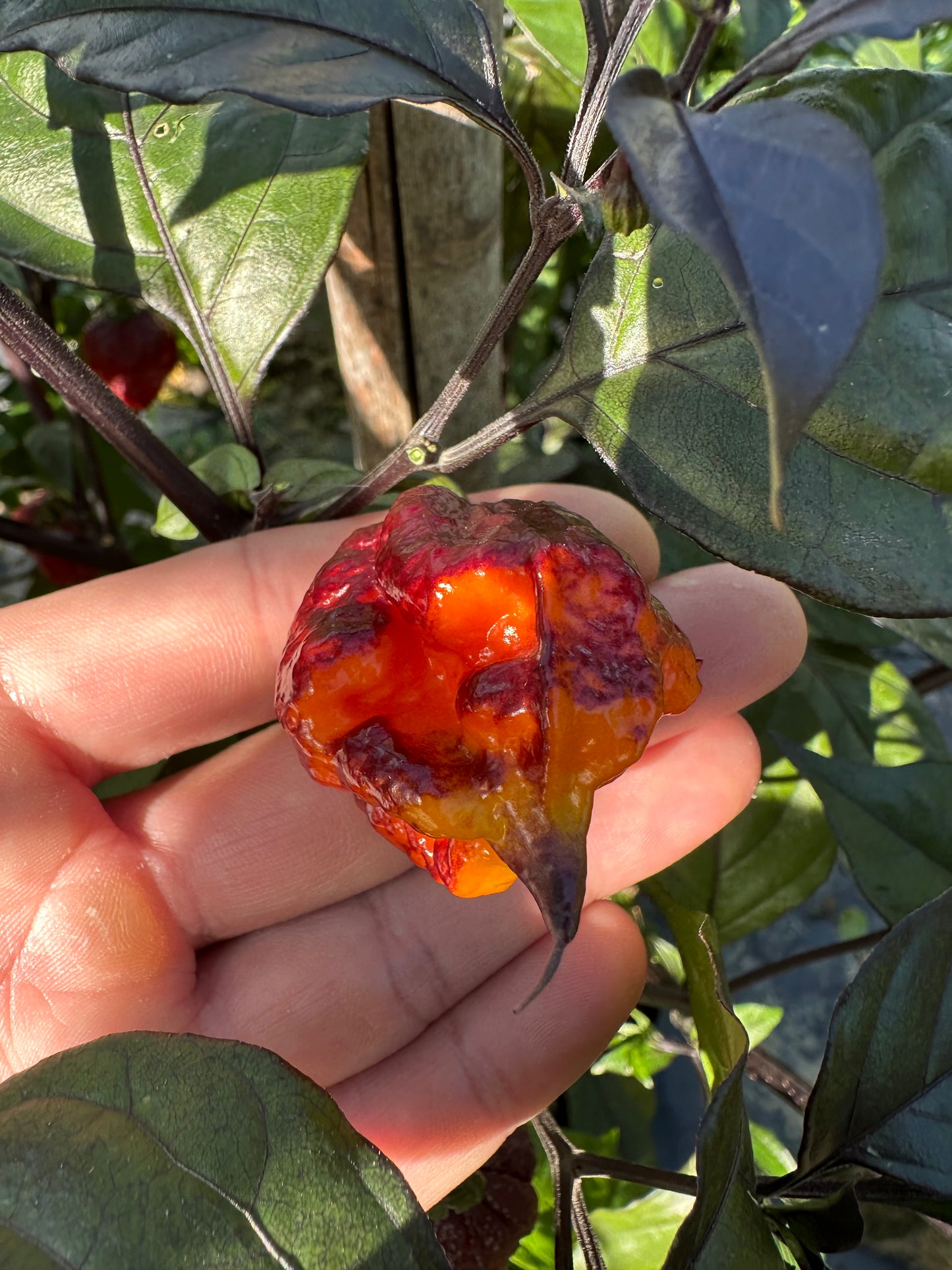 Orion - PeppersBro Selection