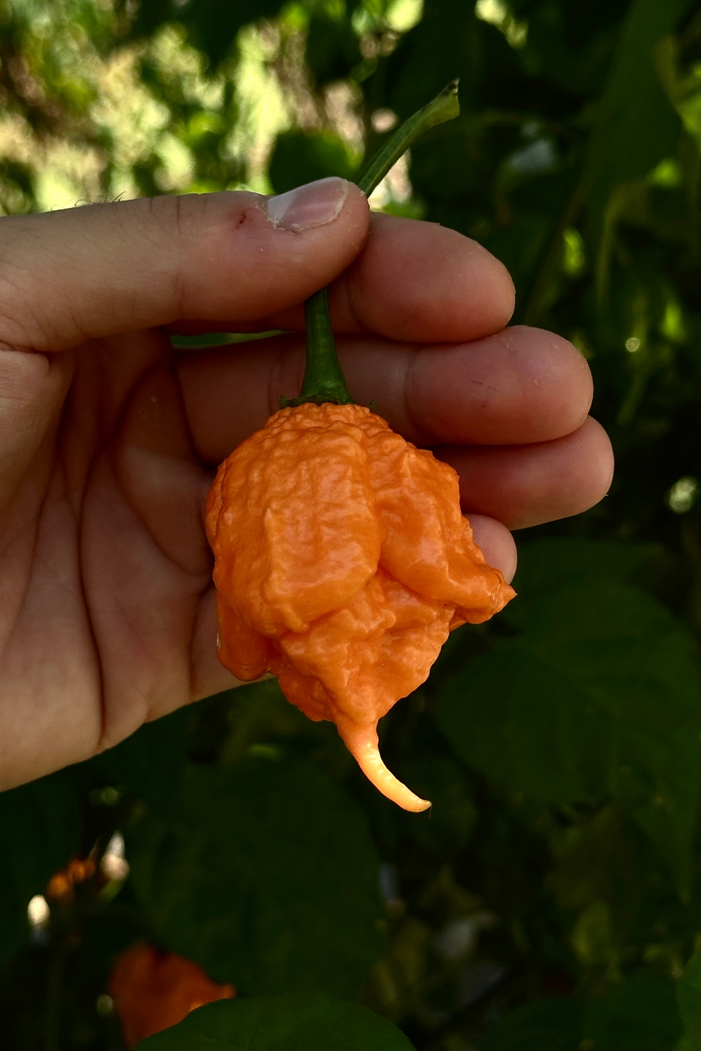 Inception (Douglah V2)