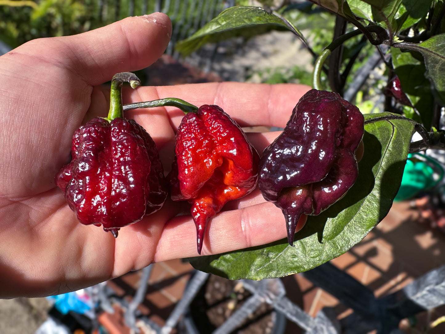 Gator Jigsaw Purple - PeppersBro