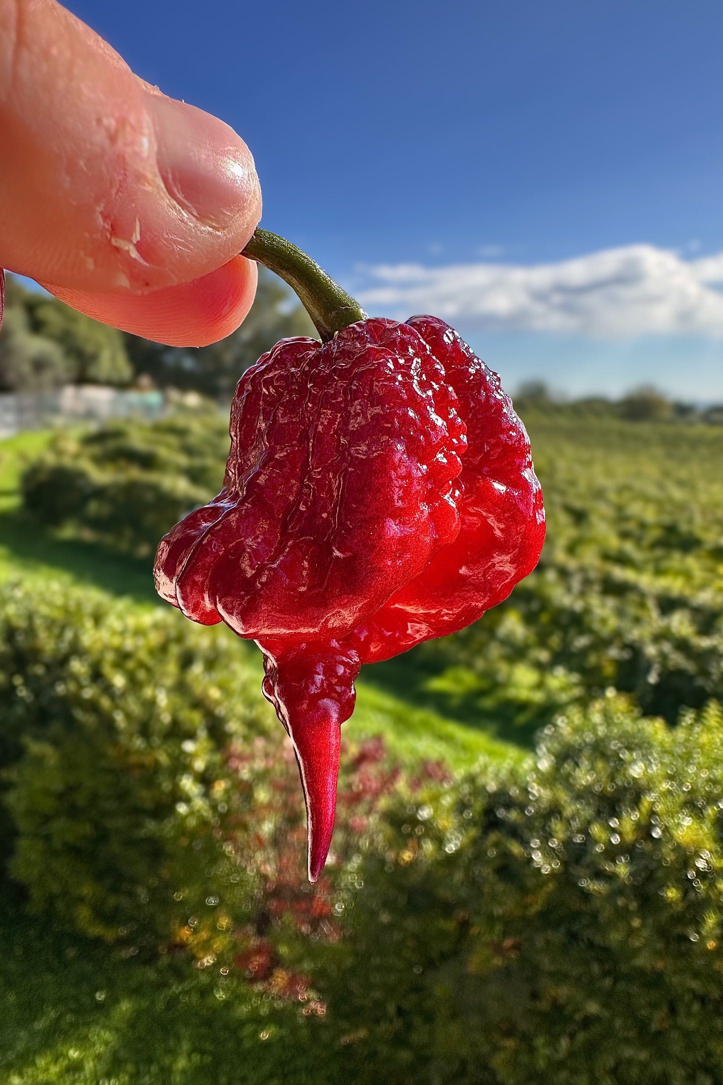 Gator Jigsaw Purple - PeppersBro