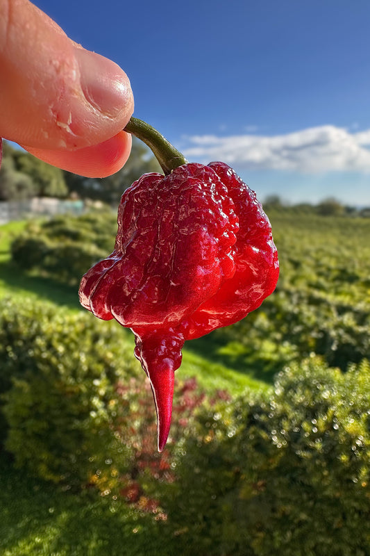 Gator Jigsaw Purple - PeppersBro