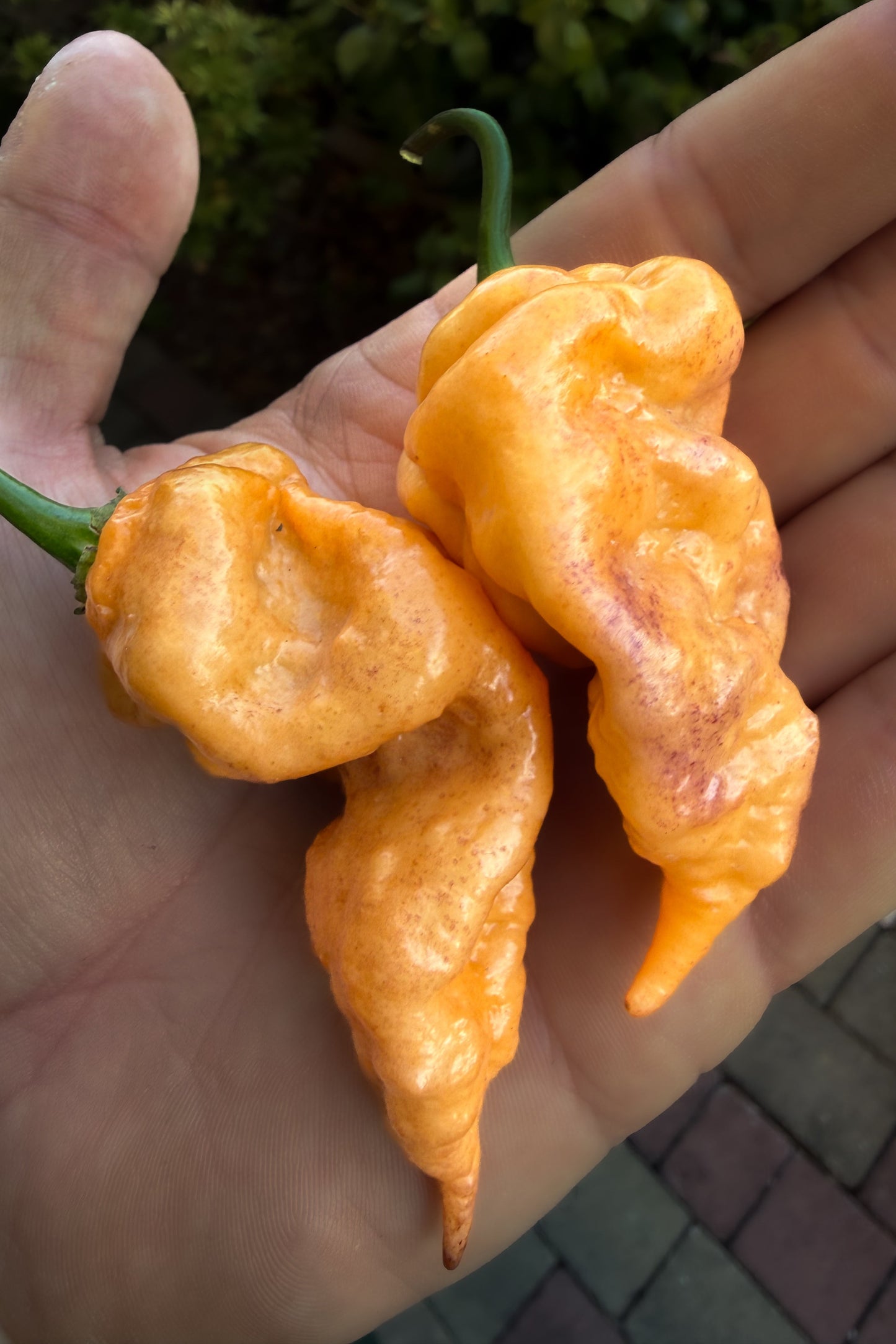 Bhut Jolokia Purple Peach