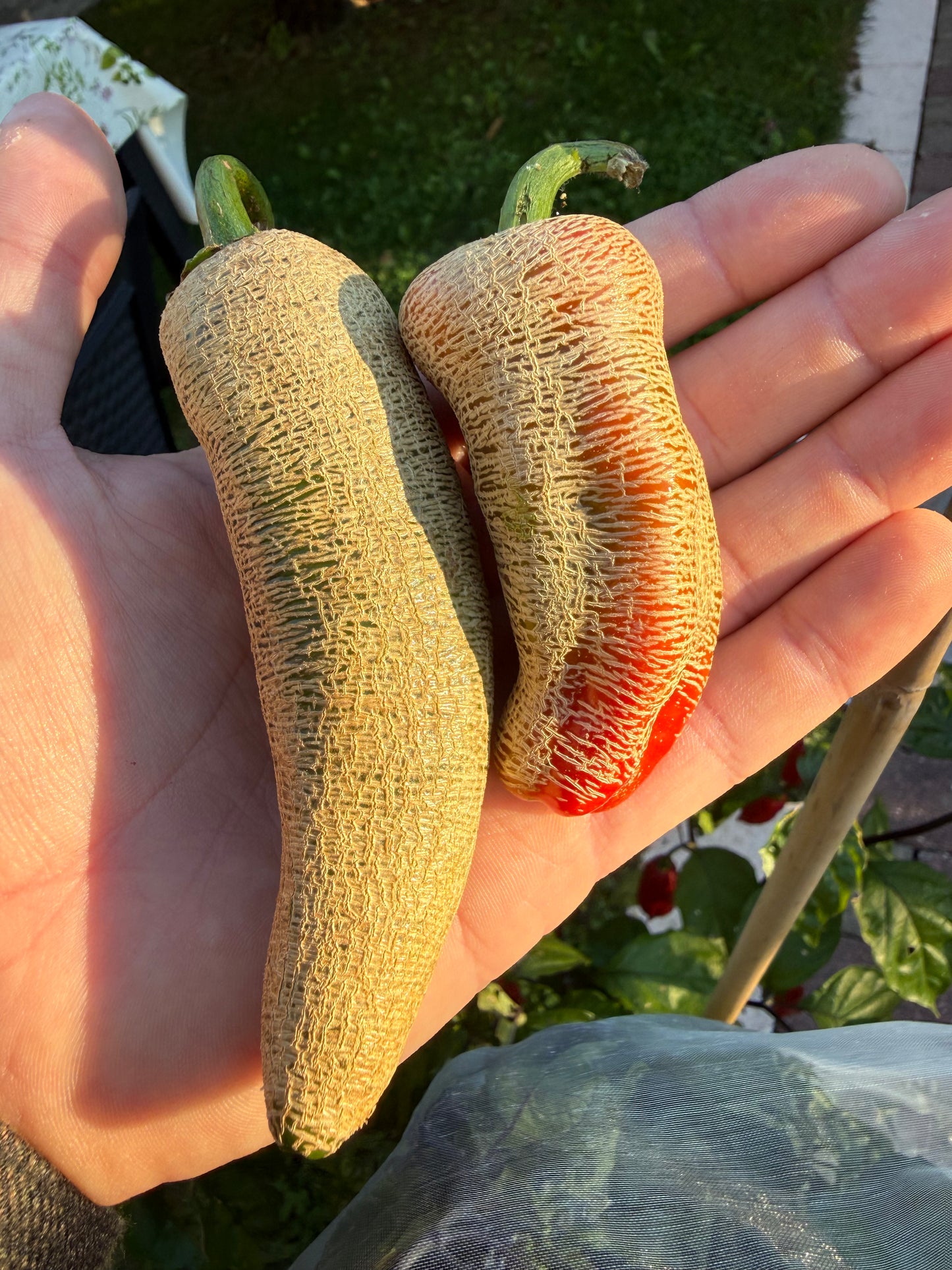 Jalapeno Farmer Market
