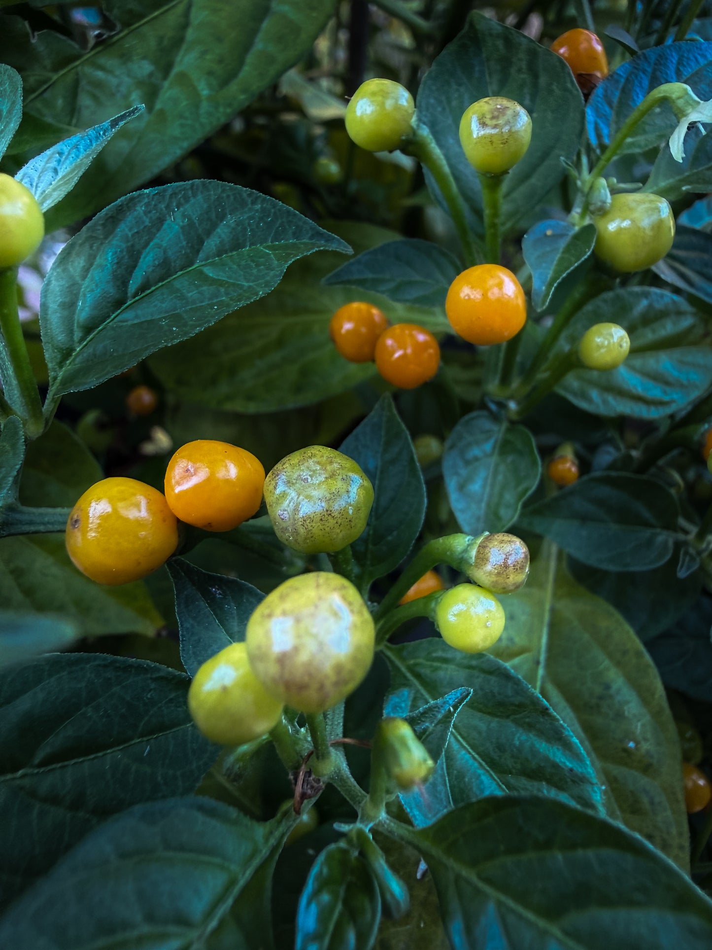 Christmas Mix PeppersBro 🎅🏼