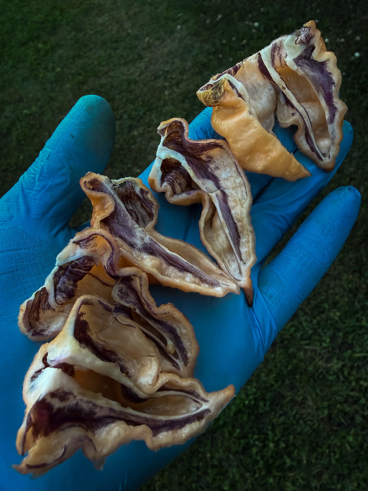 Bhut Jolokia Purple Peach