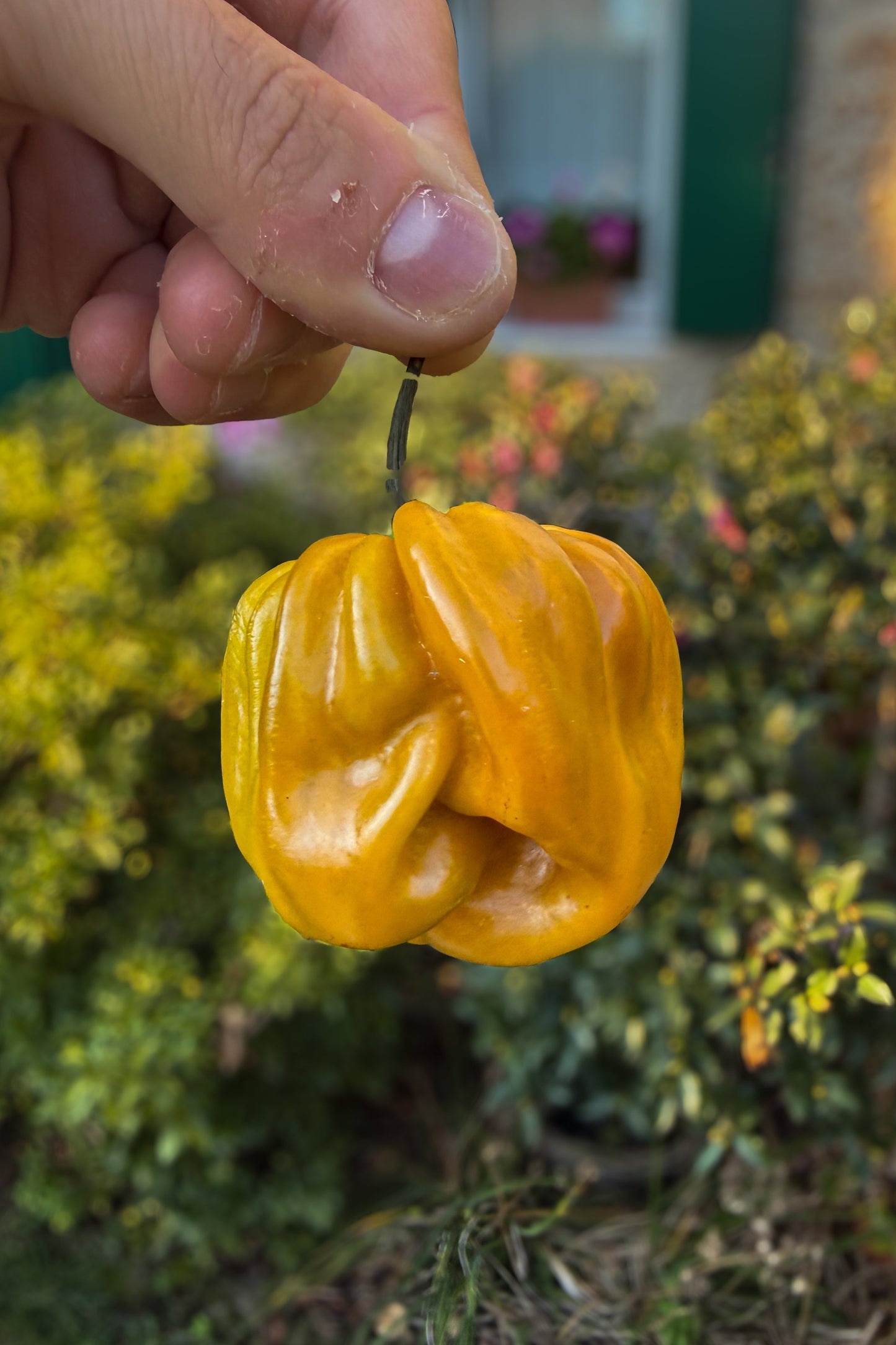 Habanero Mustard