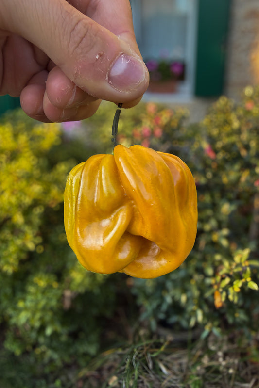 Habanero Mustard