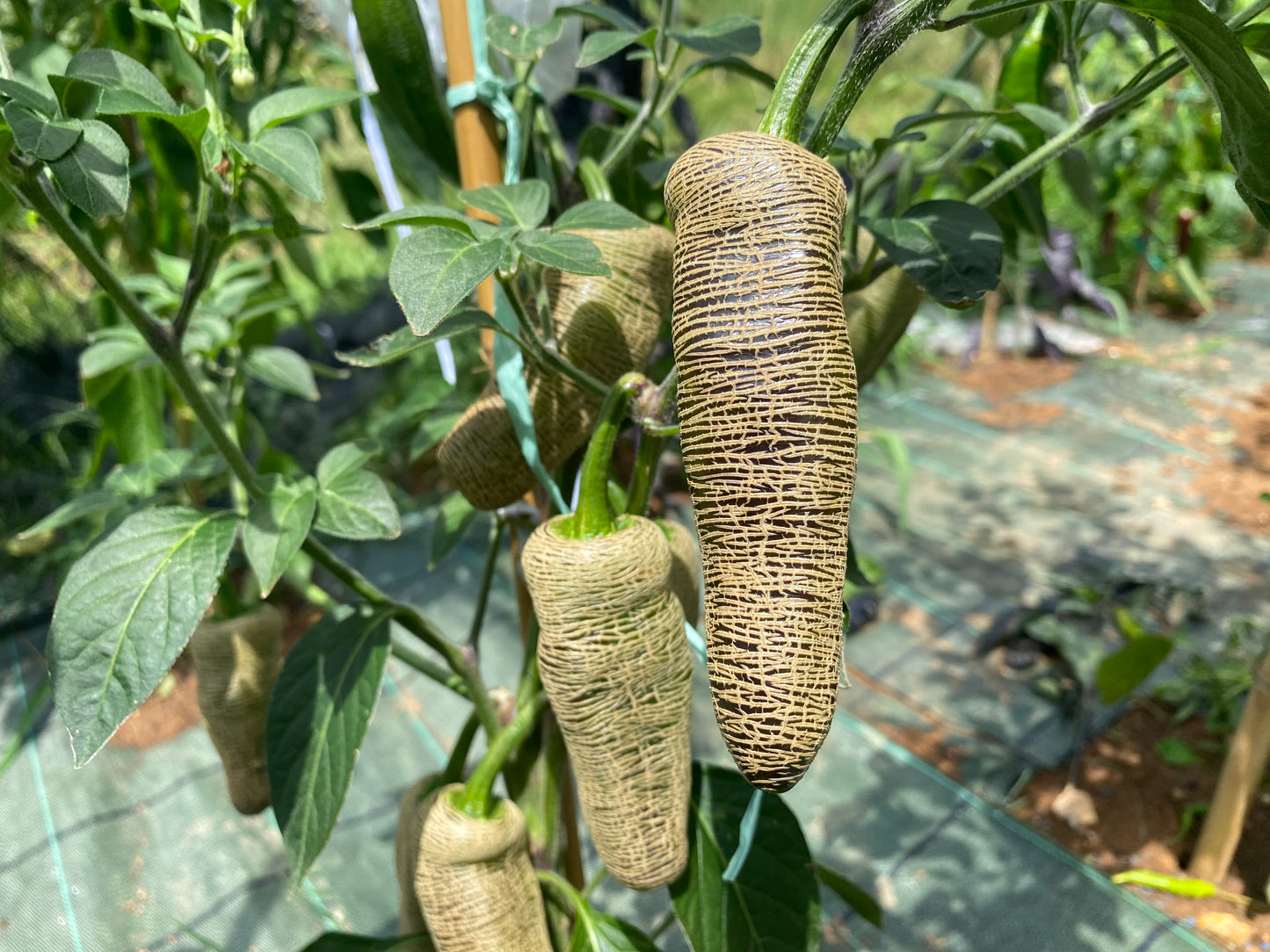 Jalapeno Farmer Market