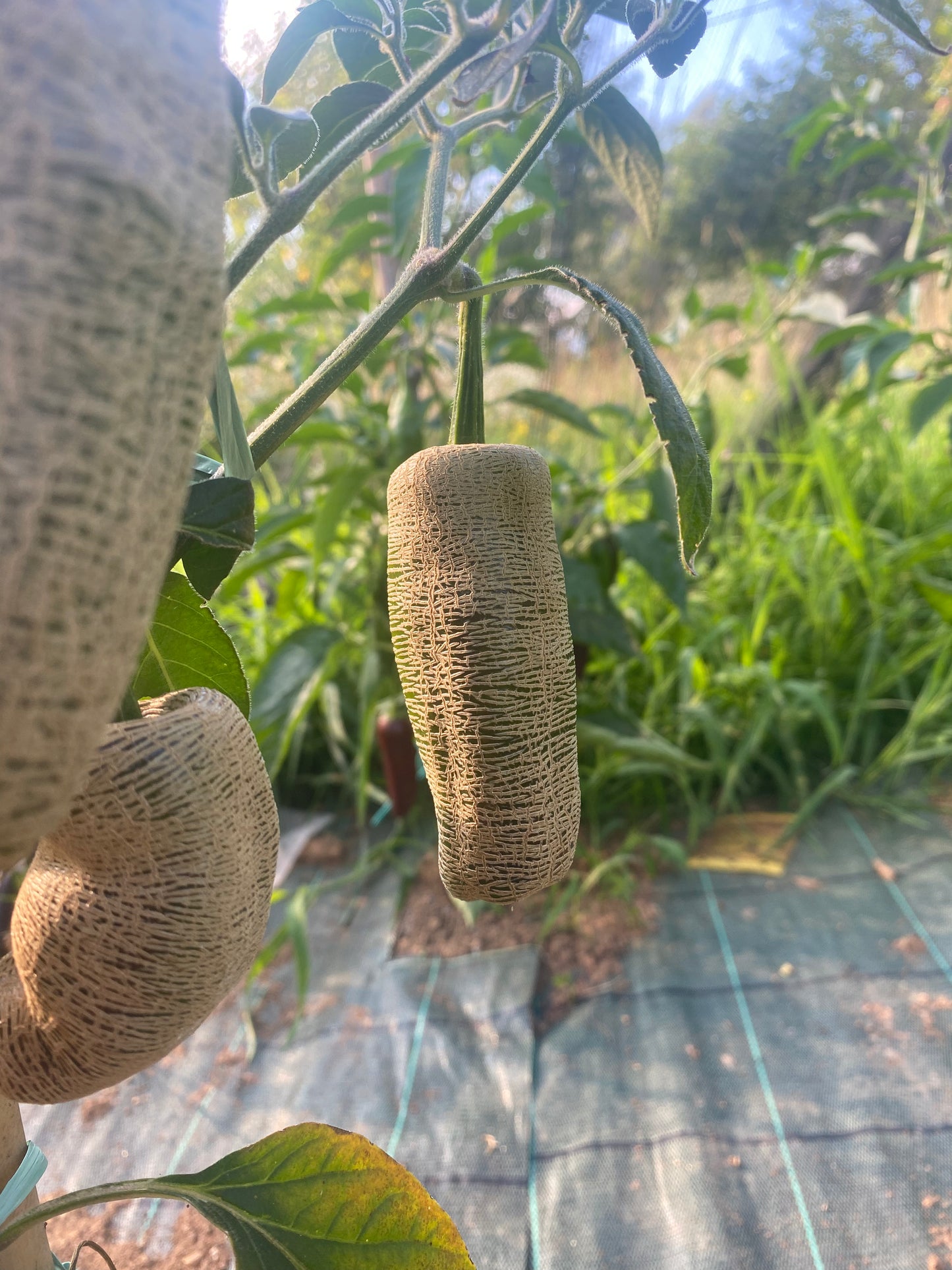 Jalapeno Farmer Market