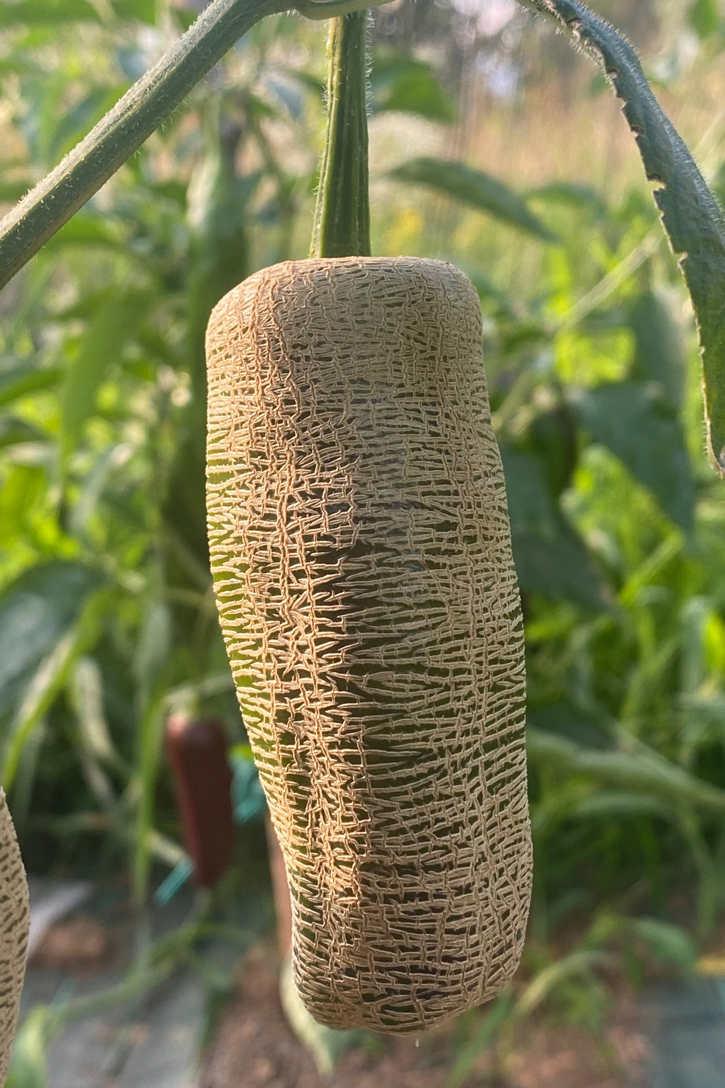 Jalapeno Farmer Market