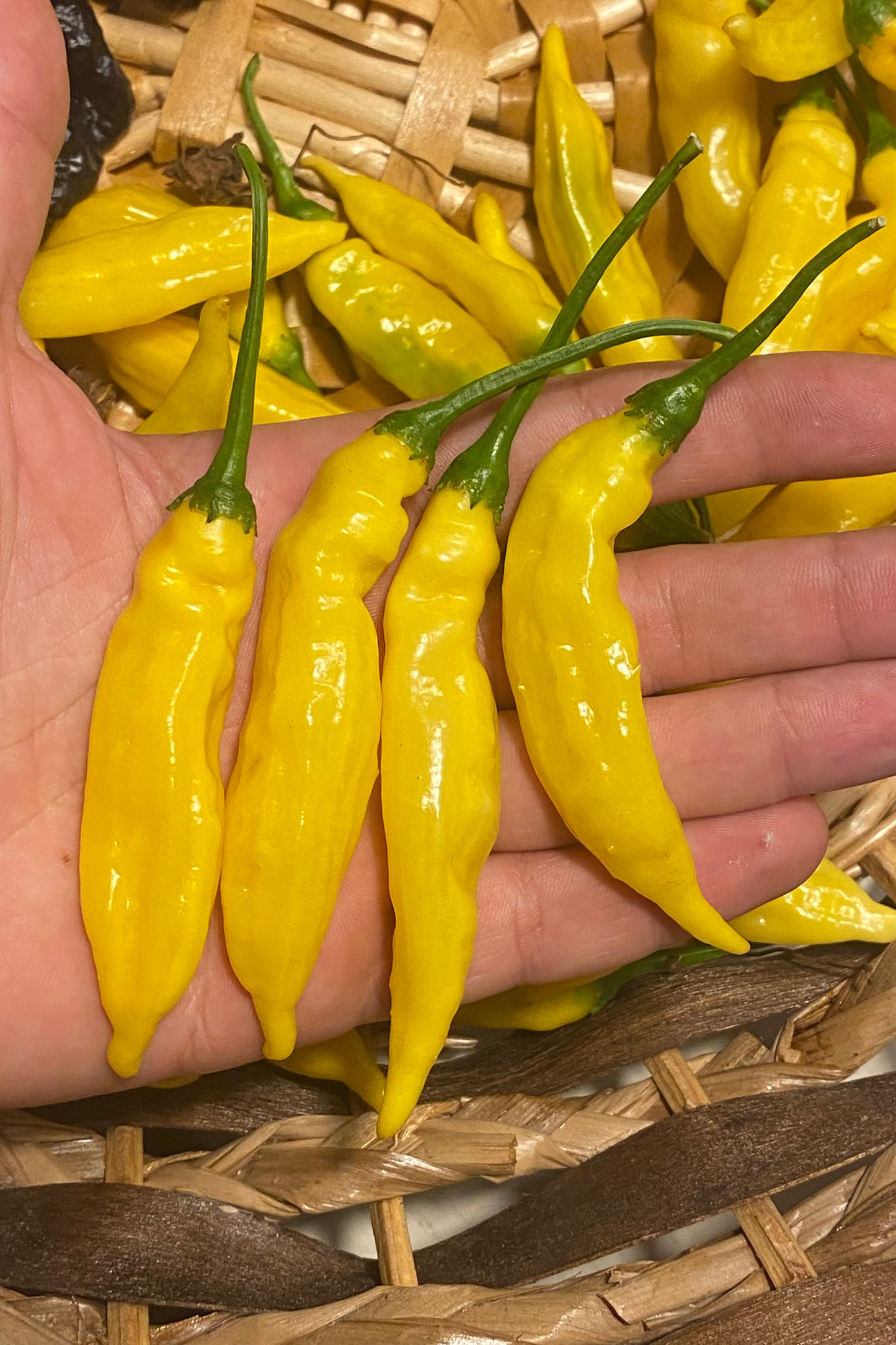 Aji Lemon