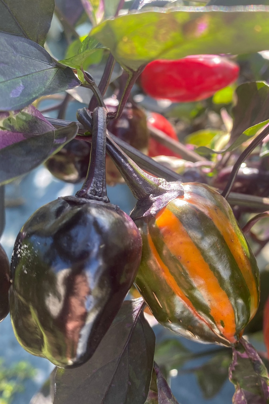 Bryan's Emperor Blood