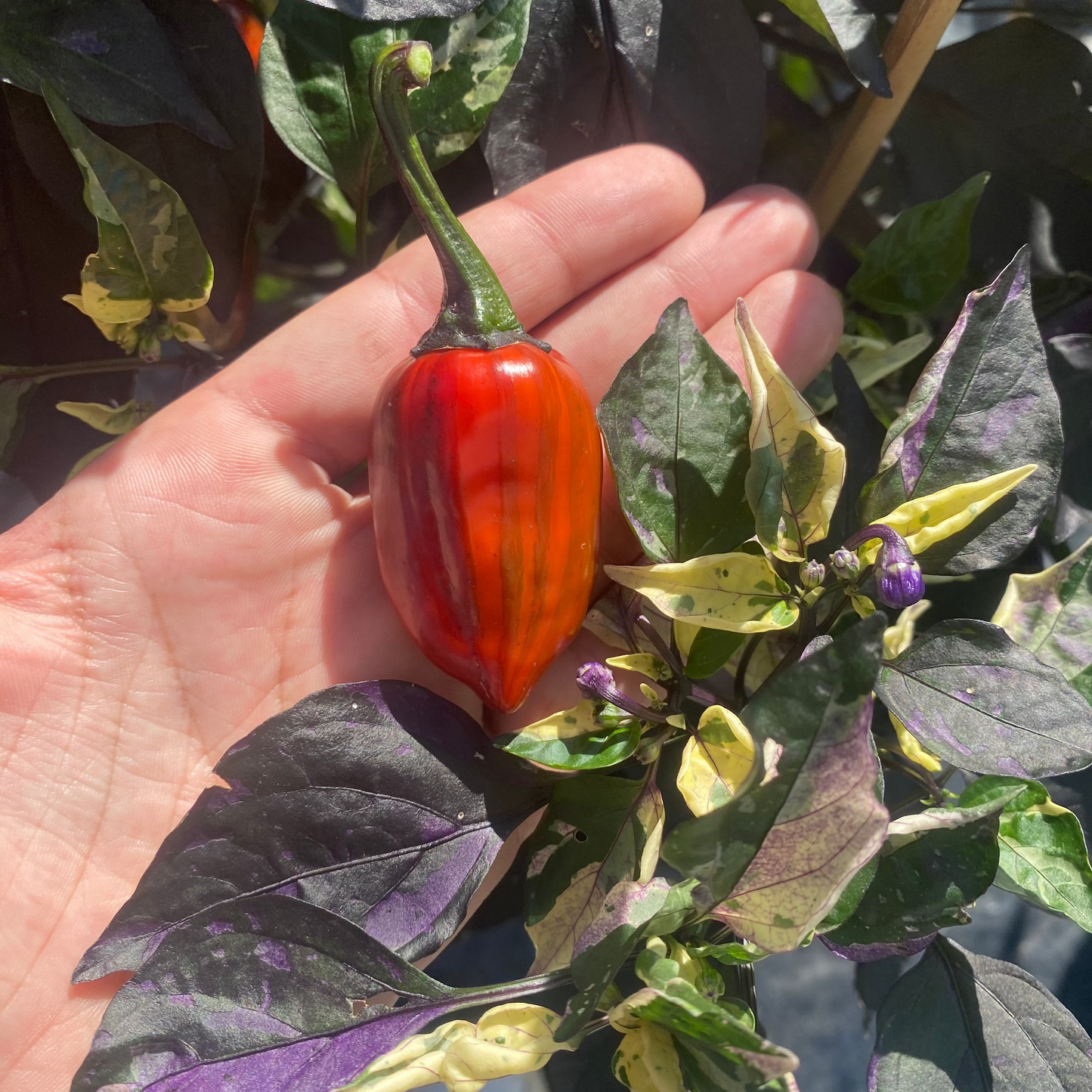 Bryan's Emperor Blood