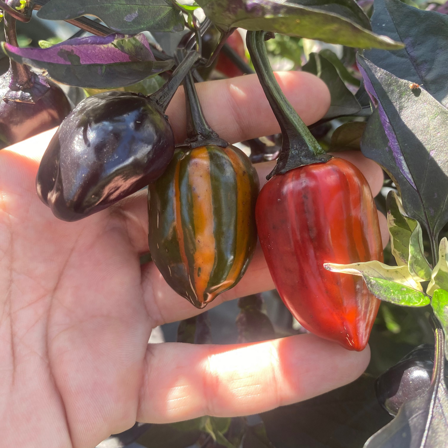 Bryan's Emperor Blood