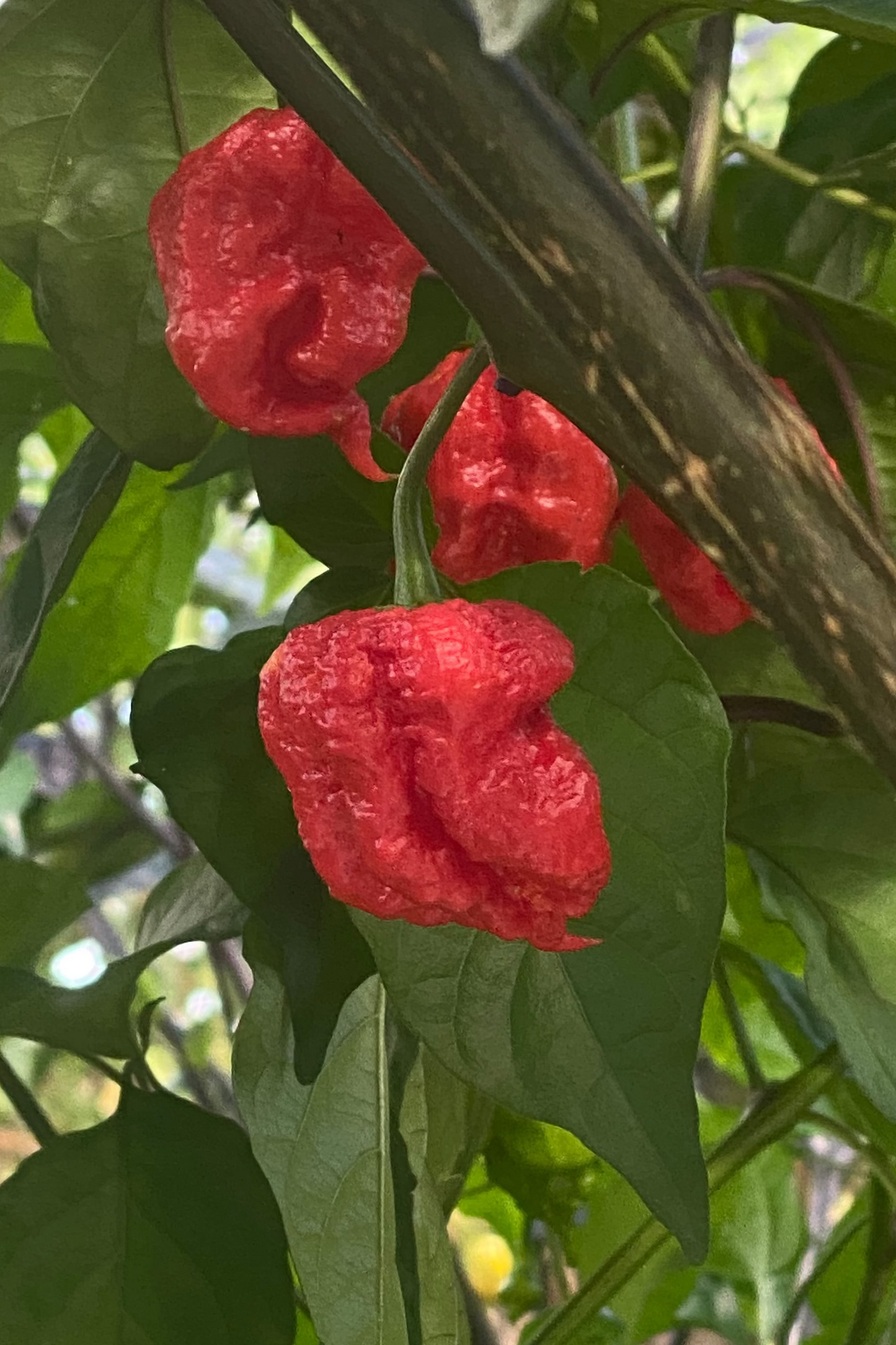 Reaper Purple - PeppersBro