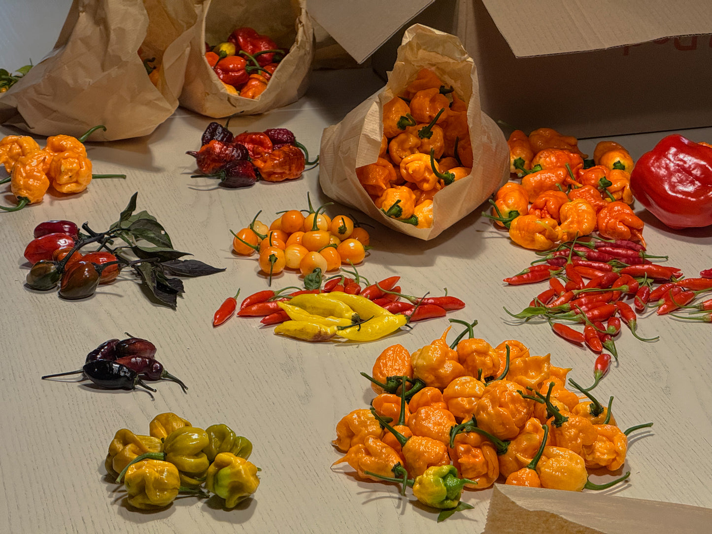 Sacchettino Peperoncini Mix PeppersBro