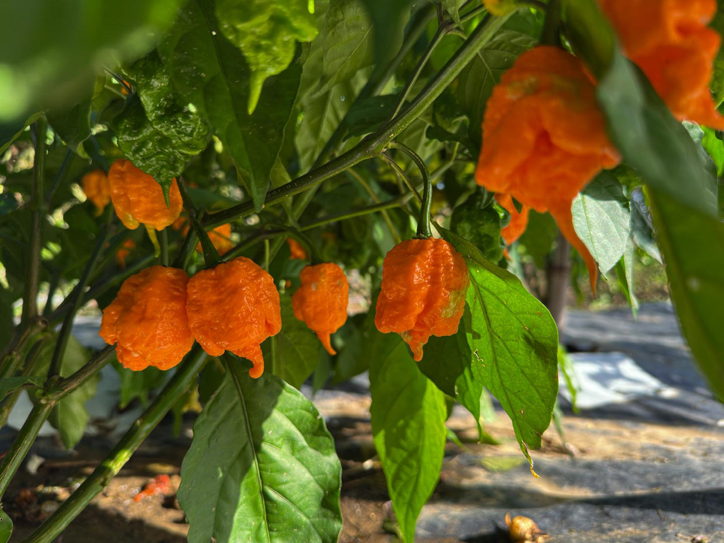 Inception (Douglah V2)