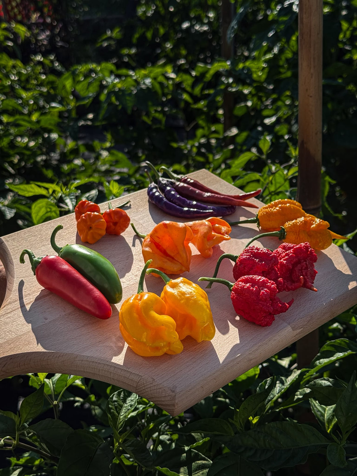 Cesto di peperoncini raccolti in diverse varietà e colori