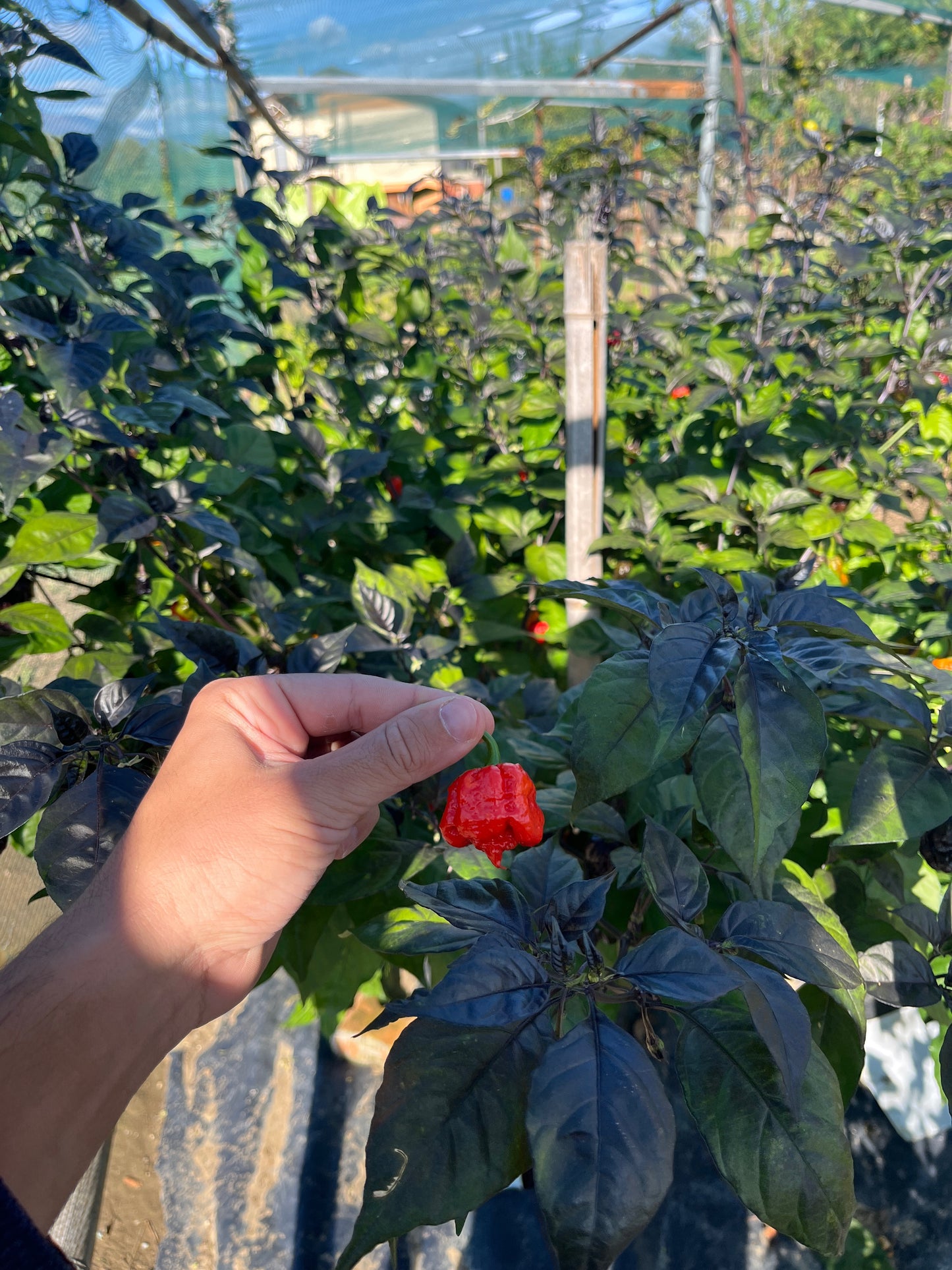 Christmas Mix PeppersBro 🎅🏼