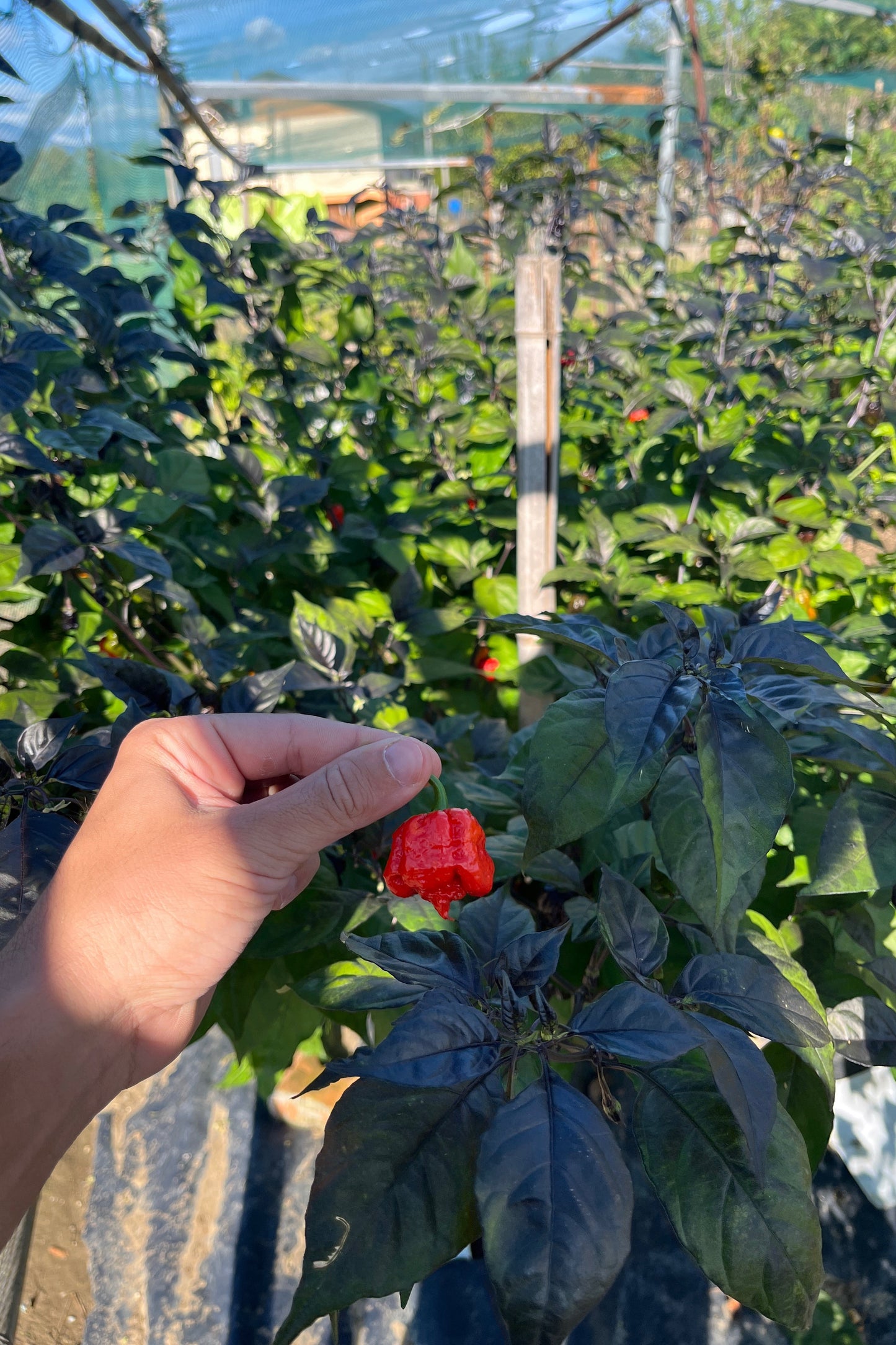 Reaper Purple - PeppersBro