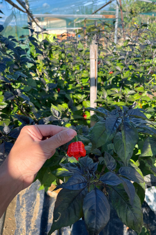 Reaper Purple - PeppersBro