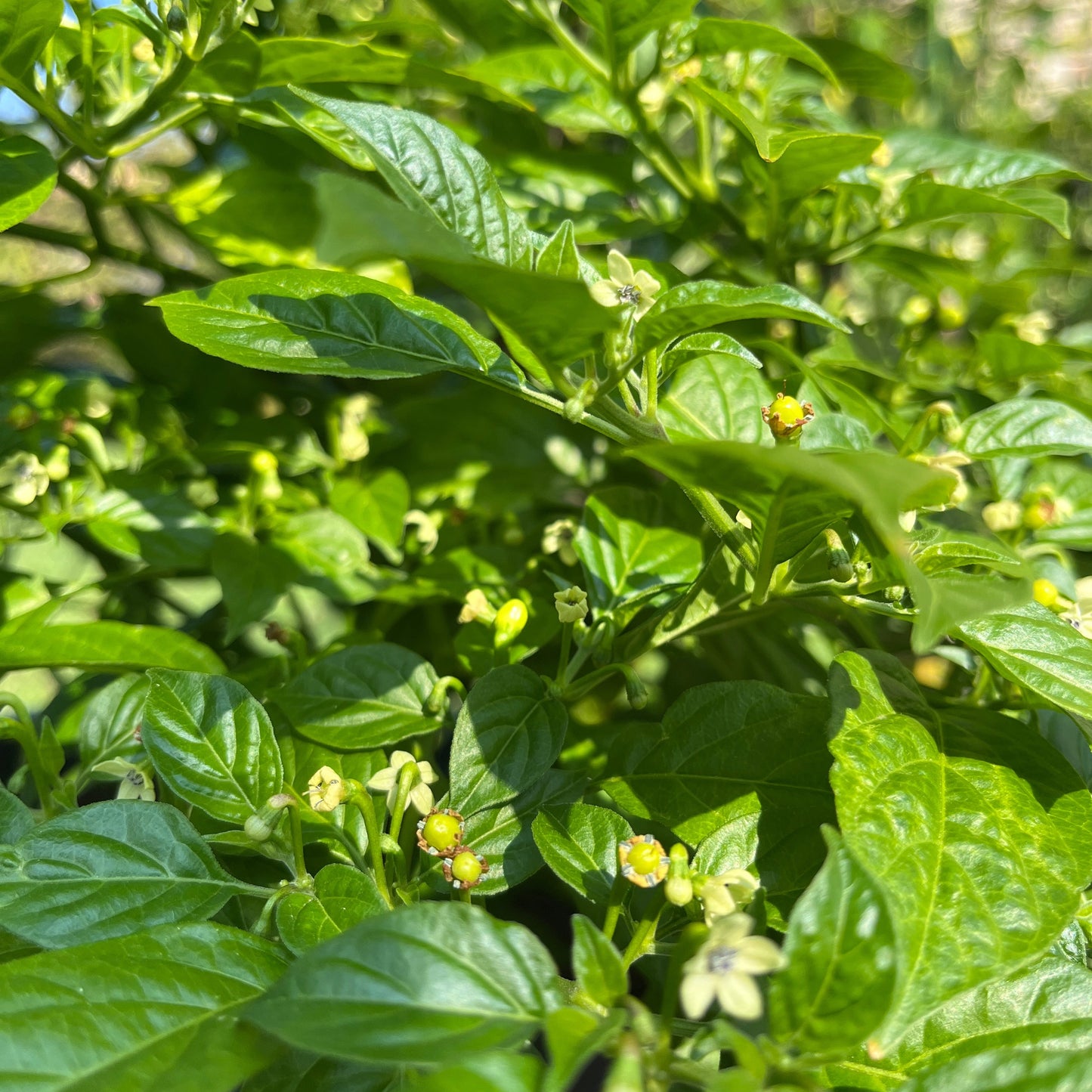 Christmas Mix PeppersBro 🎅🏼